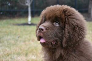 Young Newfie Puppy Dog with His Tongue Peaking Out photo