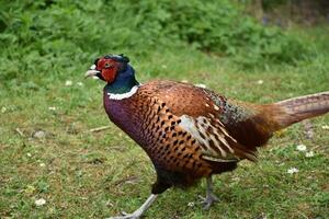 Striking Male Pheasant with Distinctive Markings in the Wild photo