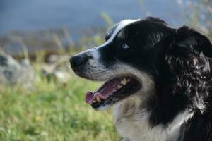 Side Profile of an Australian Shepherd Dog photo