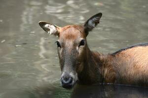 Sweet Face of a Pere Davids Deer photo