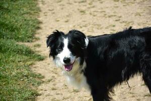 Beautiful Face of a Black and White Border Collie Dog photo
