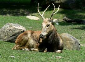 Beautiful Sleepy Pere Davids Deer with Antlers photo