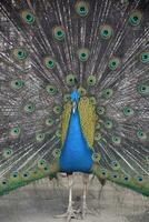 Striking Cobalt Blue Peacock with Plummage Out photo