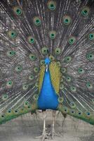 sorprendentes cobalto azul pavo real con desplome fuera foto