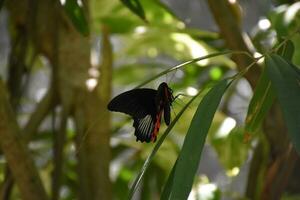 negro y rojo cola de golondrina mariposa en un verde hoja foto