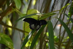 negro y blanco mariposa en un jardín foto