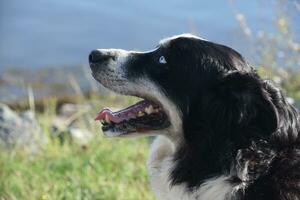 Black and White Australian Shepherd Dog Looking Up photo