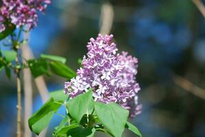 bonito floreciente lavanda lilas floración foto