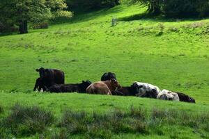 Herd of Cattle Resting in a Lush Grass Field photo