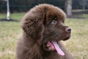 Brown Newfoundland Puppy Dog Yawning with a Pink Tongue Out photo