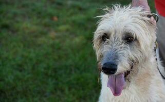 Light Colored Irish Wolfhound Dog in the Summer photo