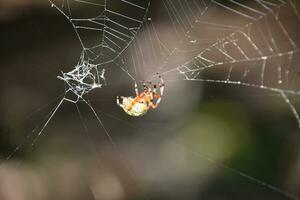 jaspeado orbweaver araña gateando fuera desde un web foto