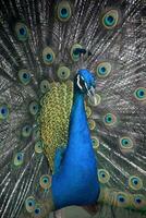 Fantastic Close Up of a Blue Peacock photo