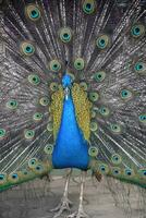 hermosa desplome de un brillante azul pavo real foto