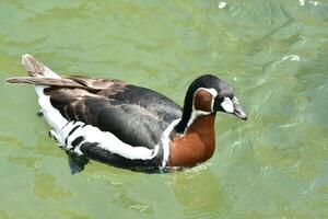 Striking Baikal Teal Duck Swimming in a Pond photo