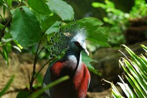 rojo pecho victoria coronado Paloma pájaro en un jardín foto