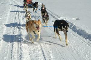 trineo perro equipo en acción en el nieve foto