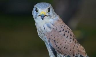 Beautiful close up photo of a falcon