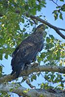 Birch Tree with a Golden Sea Eagle Perched photo