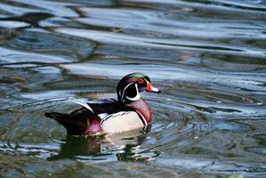 Swimming Male Wood Duck Swimming photo