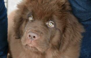 Macro of a Newfoundland Puppy Dog's Face Up Close photo