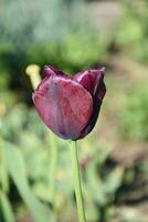 Single Pretty Maroon Tulip Flower Blossom in the Spring photo