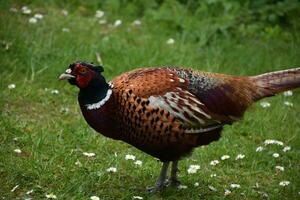 Pheasant Meandering in a Clearing on a Spring Day photo