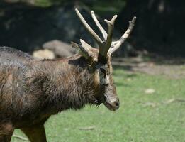 Short Antlers on a Pere Davids Deer photo