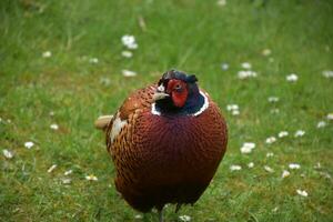 Fantastic Look at a Pheasant in the Springtime photo