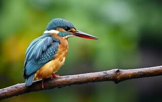 el común martín pescador humedales pájaro de colores plumas desde diferente aves. generativo ai foto