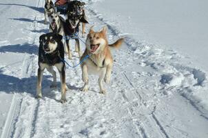 Excited Sled Dogs After a Race in the Winter photo