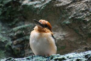 Terrific Up Close Look at a Guam Kingfisher photo