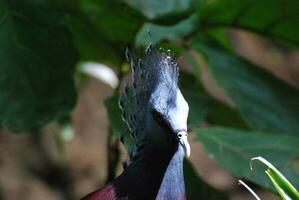 Fantastic Blue Crested Bird with Stunning Plummage photo