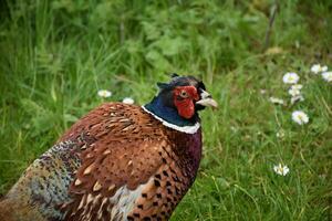 Ring Necked Pheasant with Cool Patterns on His Feathers photo