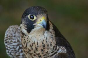 Stunning photo of a wild falcon with a fiere look in its eyes