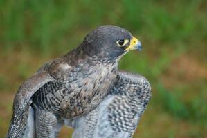 Stunning wild falcon close up photo with pretty feathers