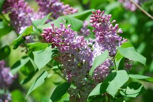 Flowering Purple Lilac Bush in Bloom photo