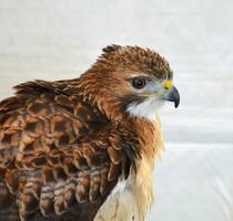 Ruffled Feathers on a Falcon Bird with a Hooked Beak photo