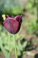 Single Lone Maroon Tulip Flower Blossom Flowering photo