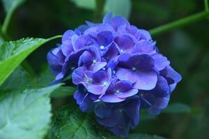 Gorgeous Blooming and Flowering Blue Hydrangea Bush photo