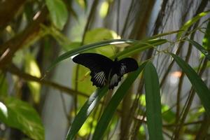 negro mariposa con alas untado amplio en un jardín foto