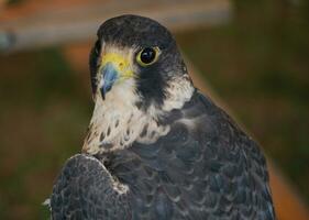 Prettyblack and white falcon looking behind itself photo