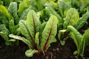 Chard growing in an urban garden. Garden beet and salad leaves close up. Generative AI photo