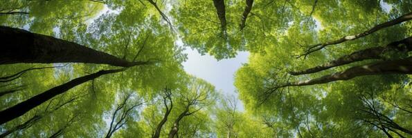 Looking up at the green tops of trees. AI Generated photo