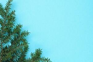 Green spruce branch on blue background with copy space. Christmas tree decoration. Winter holiday card. New year concept. Fir, pine twig close-up photo