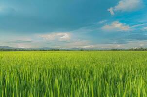 Landscape of green crops and field. Rice field with sunset and farmland in Thailand. photo