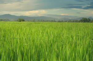 paisaje de verde cultivos y campo. arroz campo con puesta de sol y tierras de cultivo en tailandia foto