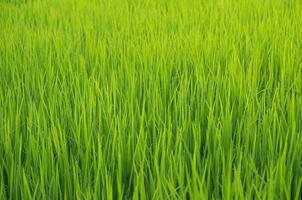 Landscape of green crops and field. Rice field with sunset and farmland in Thailand. photo