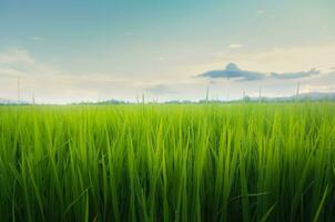 Landscape of green crops and field. Rice field with sunset and farmland in Thailand. photo