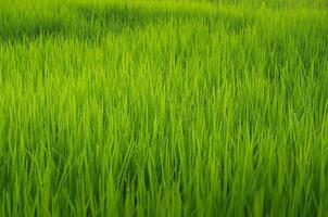 Landscape of green crops and field. Rice field with sunset and farmland in Thailand. photo